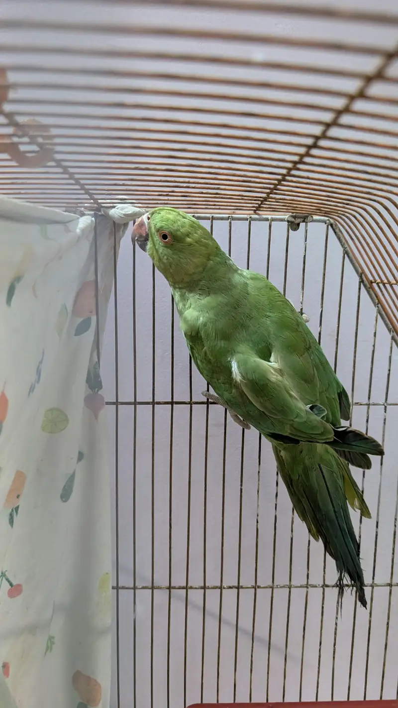 ringneck female — photo 2