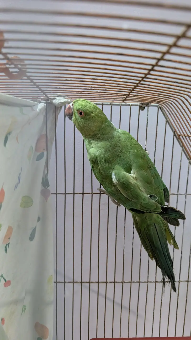 ringneck female — photo 3