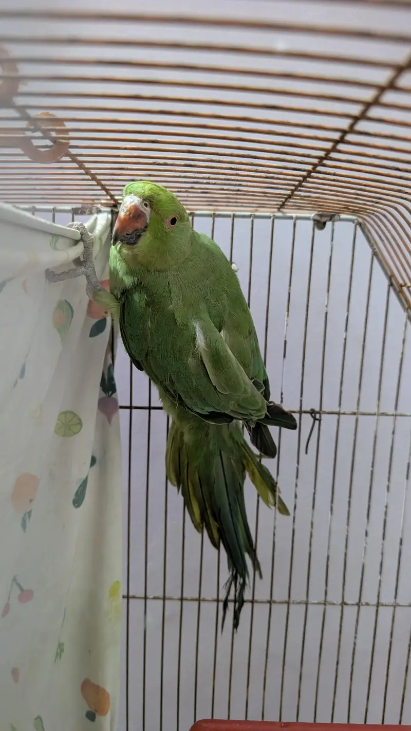 ringneck female — photo 4
