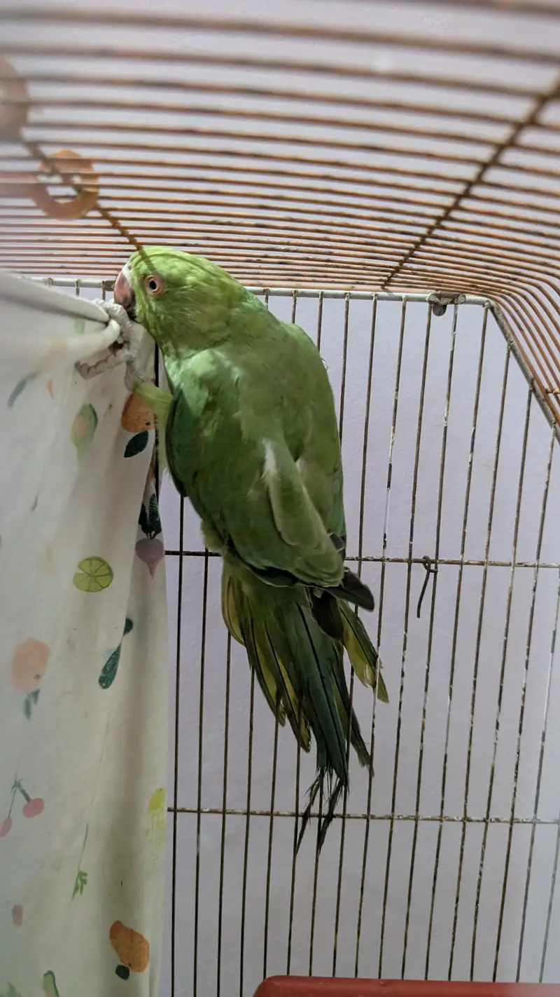 ringneck female — photo 5