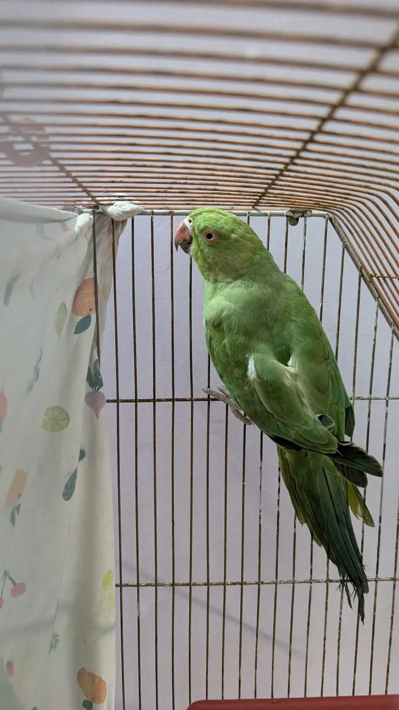 ringneck female — photo 6