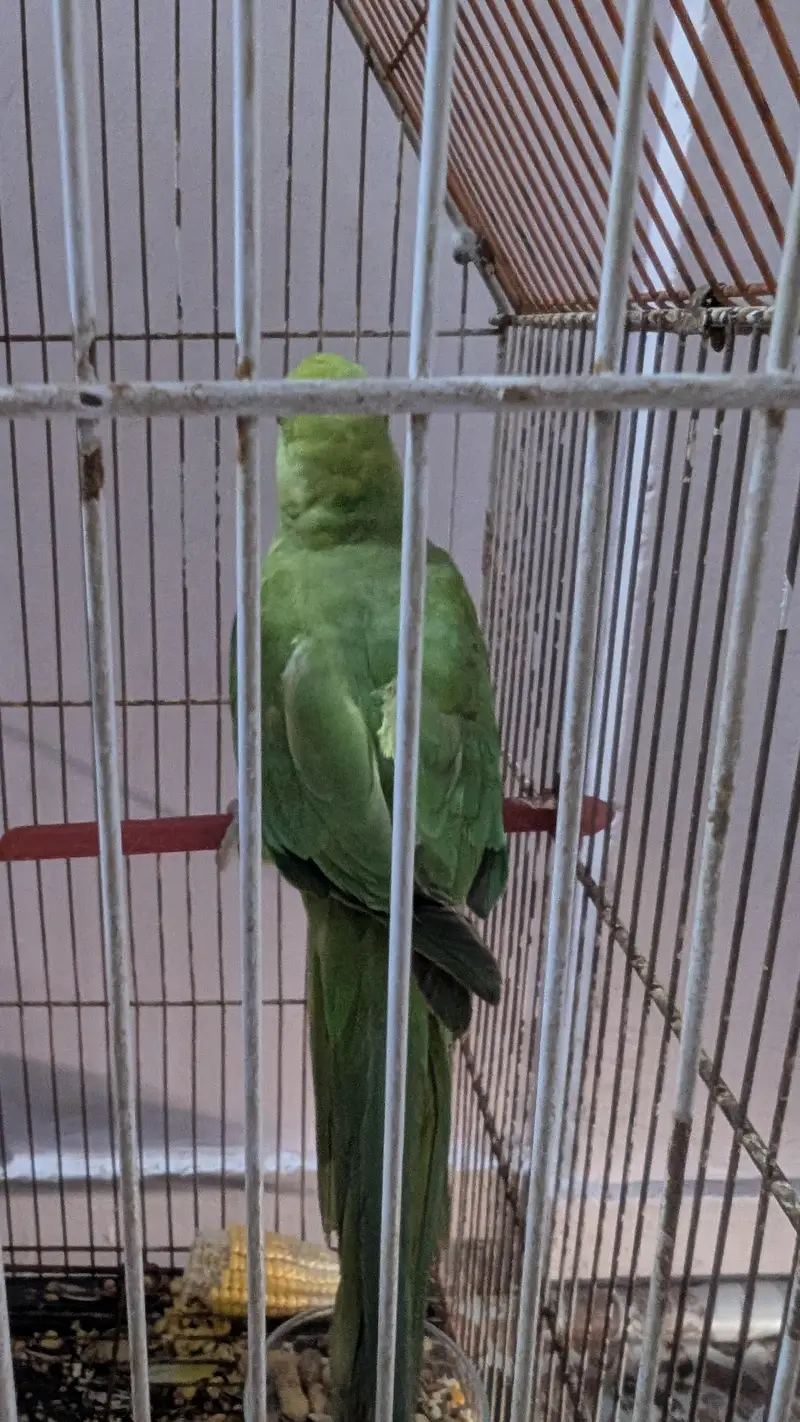ringneck female — photo 7