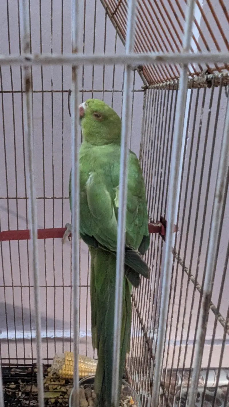 ringneck female — photo 8