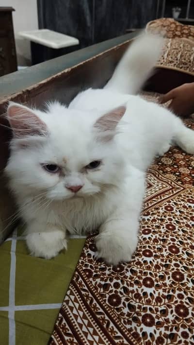 PERSIAN CAT CUTE
