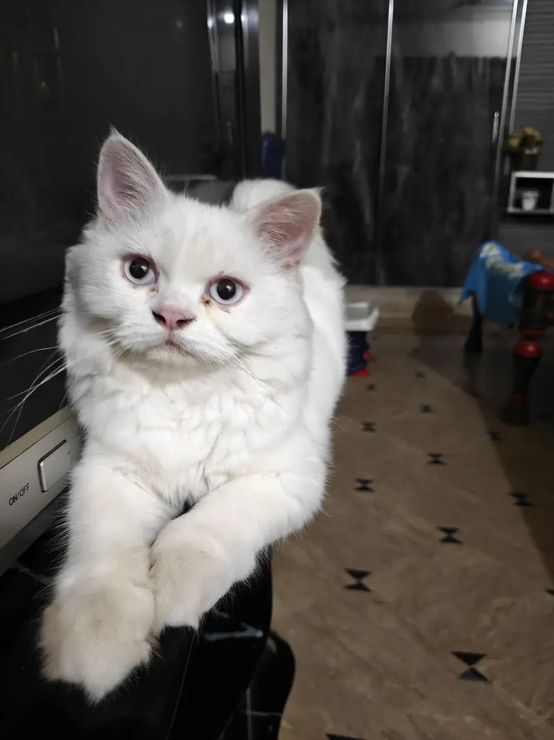 PERSIAN CAT CUTE — photo 2