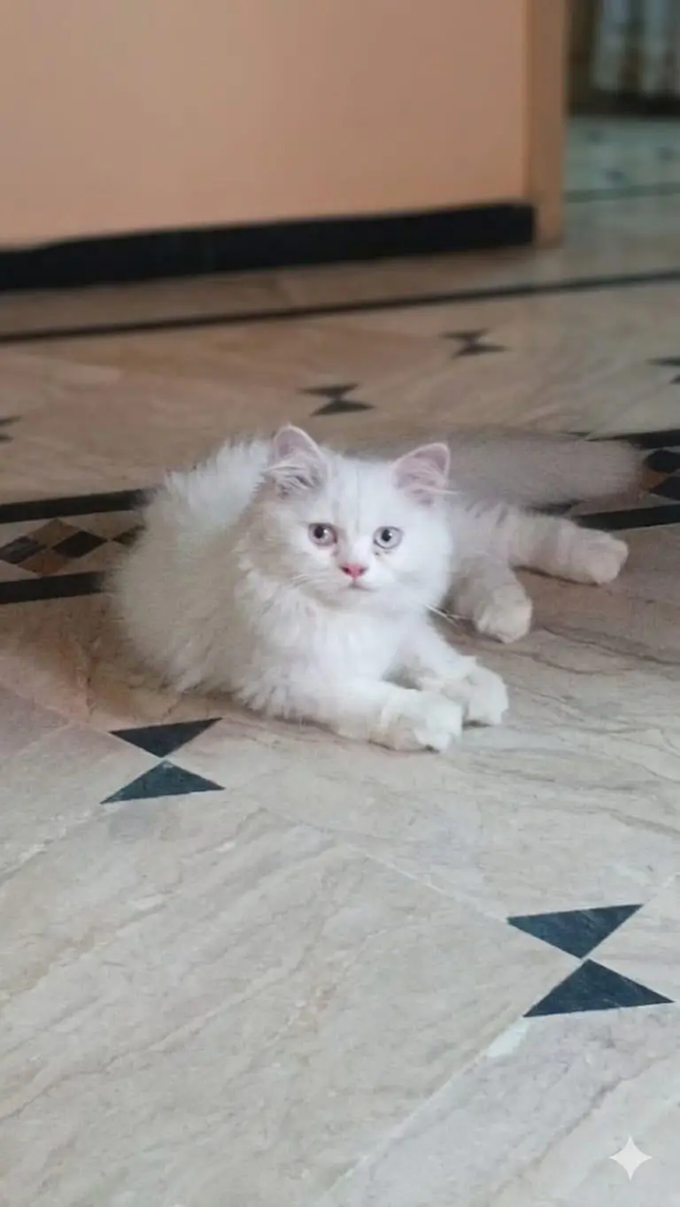 PERSIAN CAT CUTE — photo 4