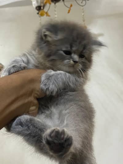 high quality kitten for sale