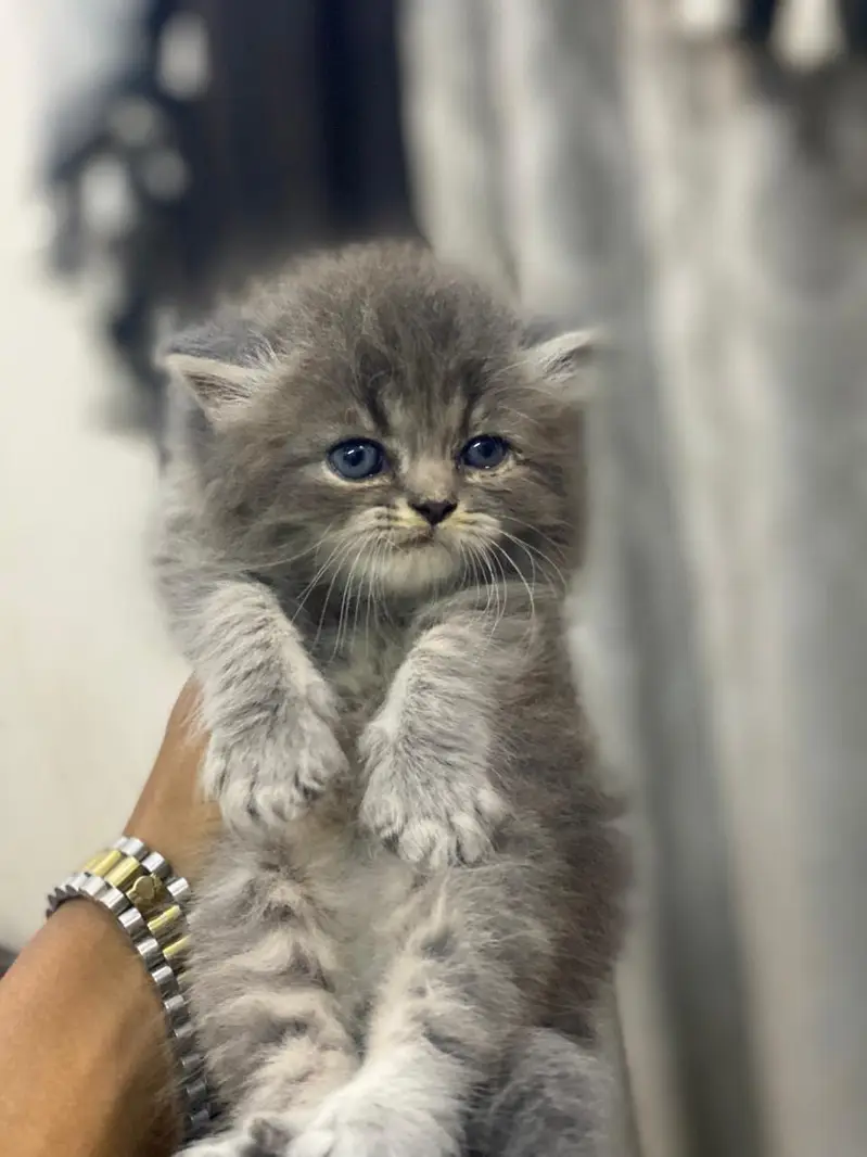 high quality kitten for sale — photo 2