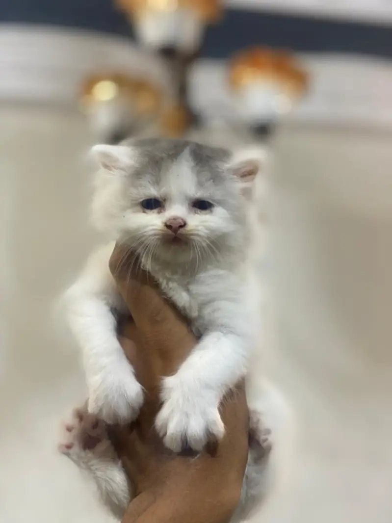 high quality kitten for sale — photo 3