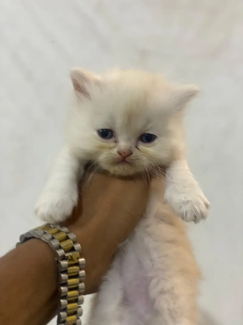 high quality kitten for sale — photo 4