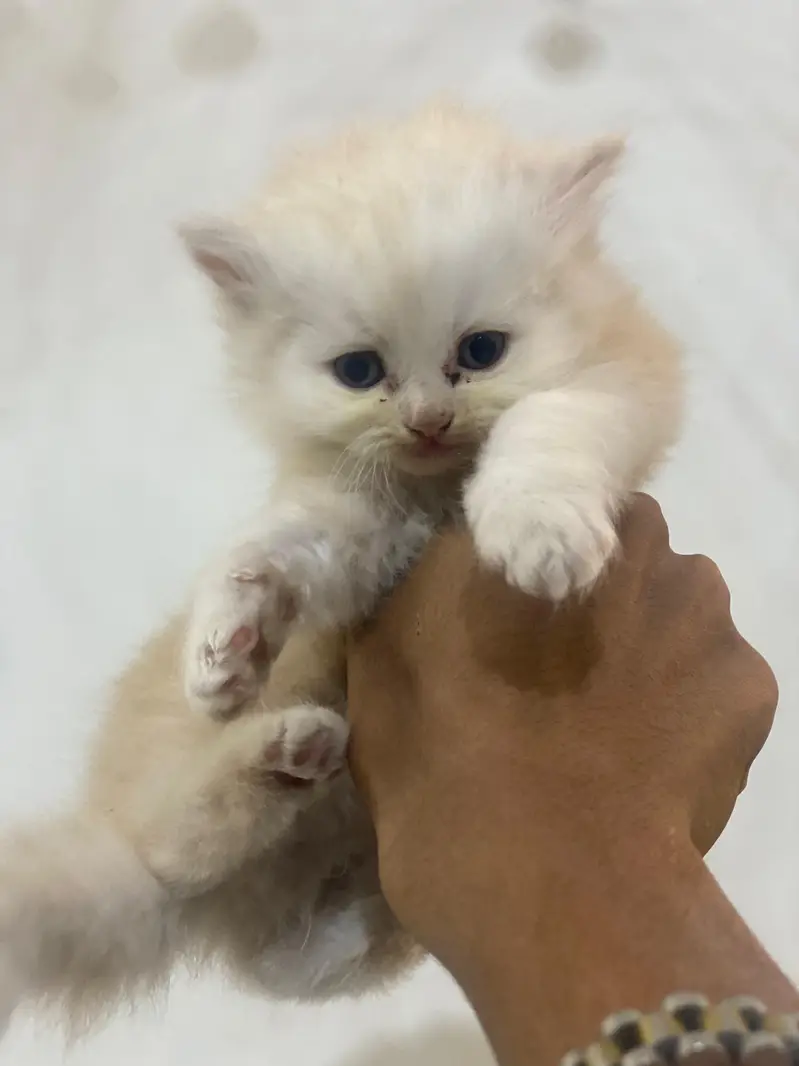 high quality kitten for sale — photo 5