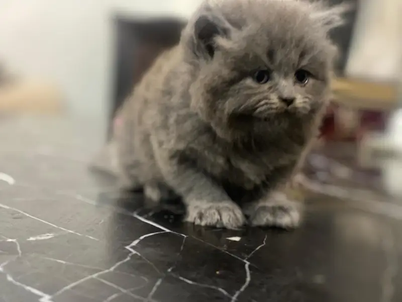high quality kitten for sale — photo 7