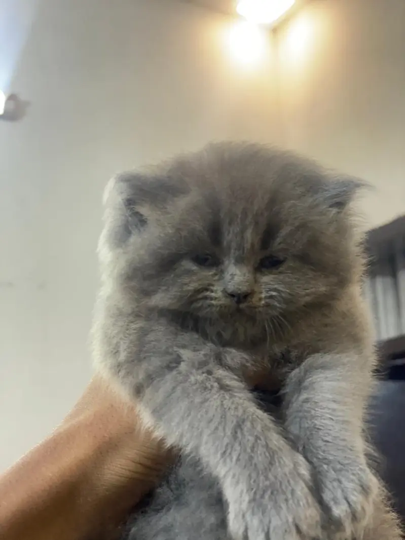 high quality kitten for sale — photo 8
