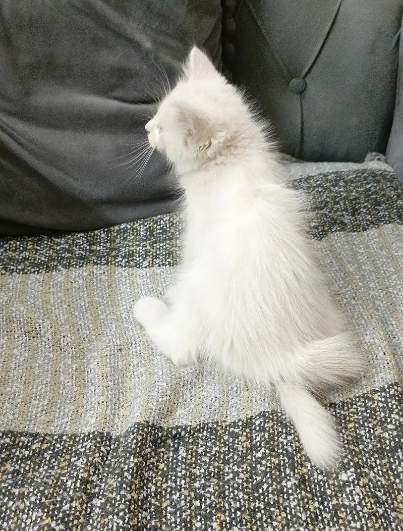 Playing persion cat blue eyes — photo 2