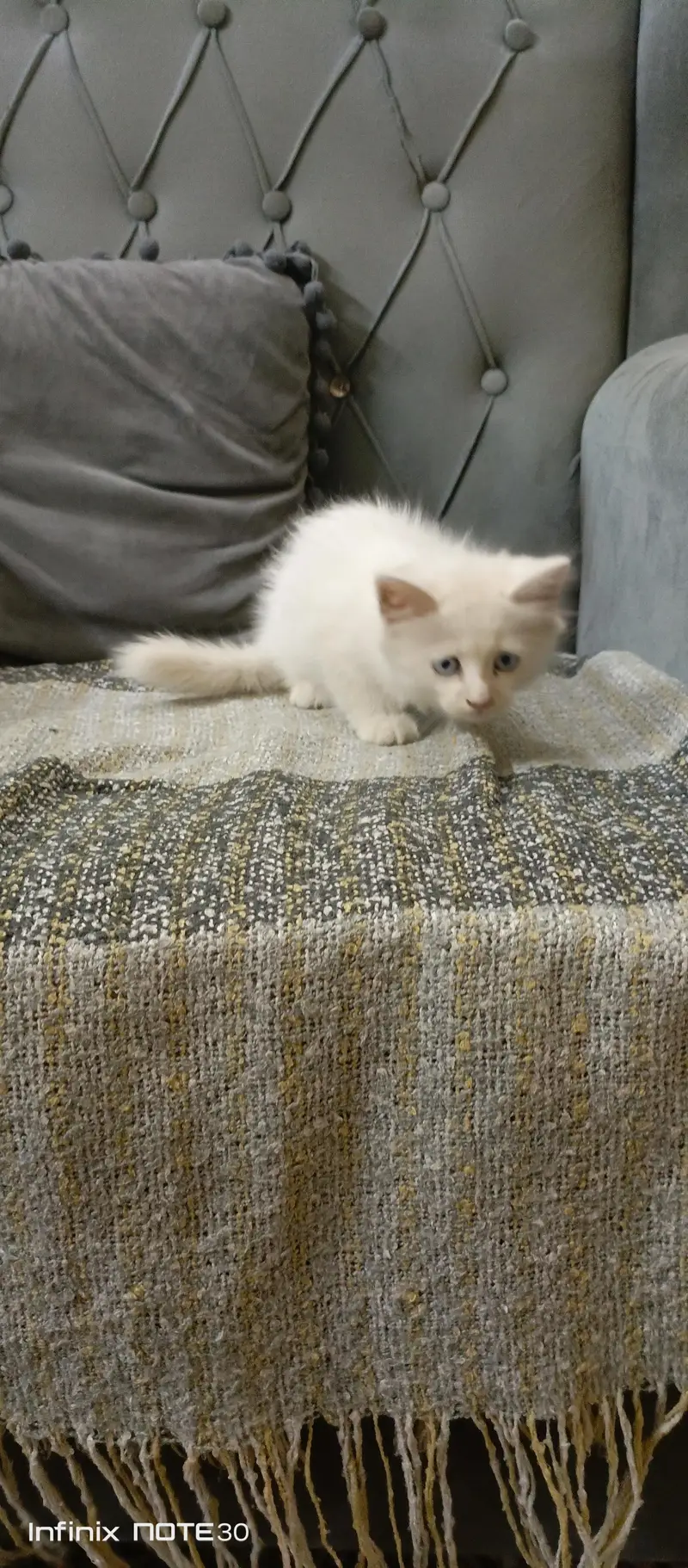 Playing persion cat blue eyes — photo 3