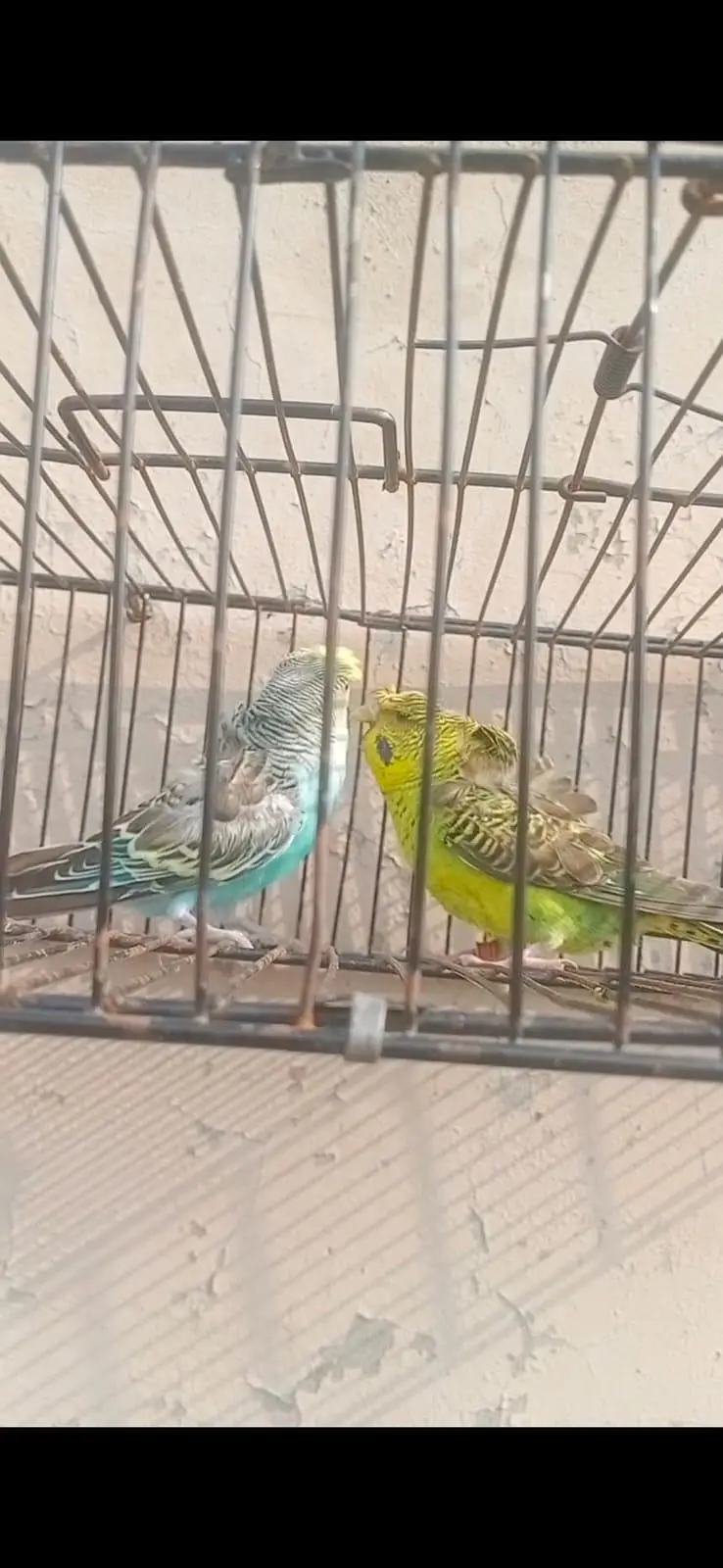 hogoromo black wings and pied pairs 03316865441 — photo 2