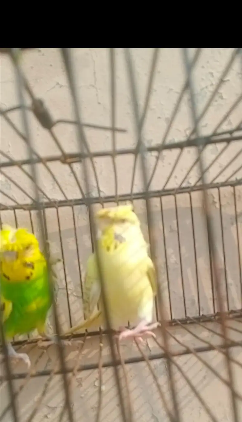 hogoromo black wings and pied pairs 03316865441 — photo 7