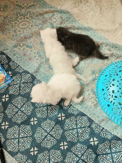 Persian cats for sale in 10 k each