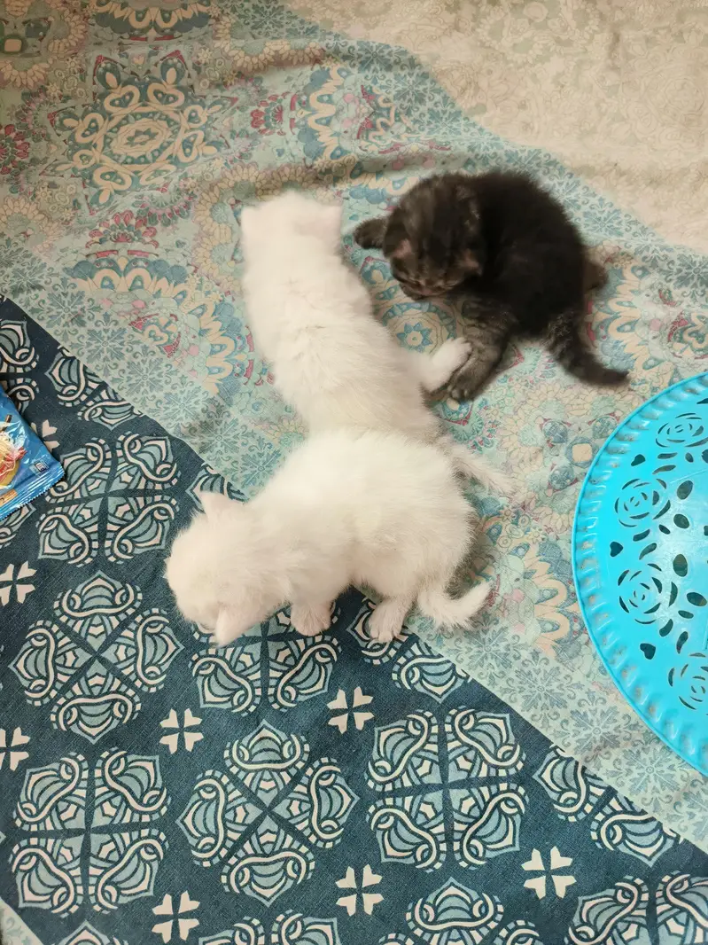 Persian cats for sale in 10 k each — photo 2