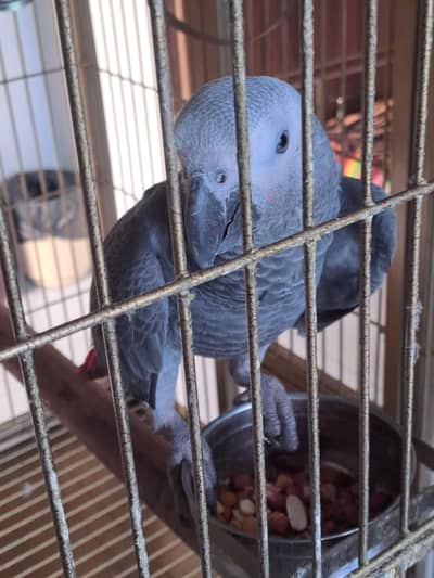 African grey parrot for sale