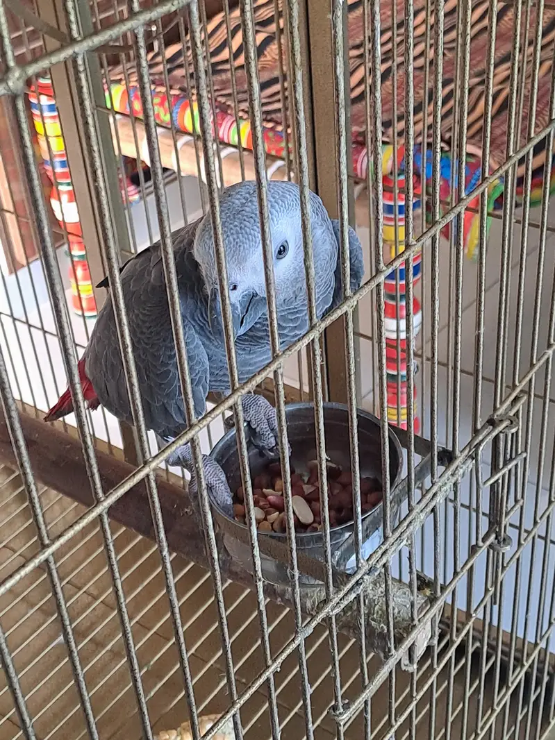 African grey parrot for sale — photo 2