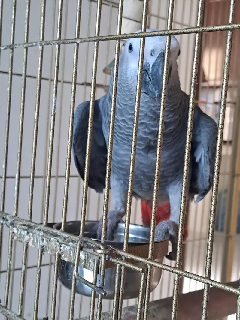 African grey parrot for sale — photo 3