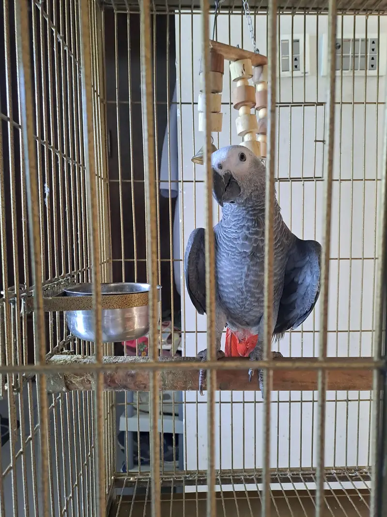 African grey parrot for sale — photo 4