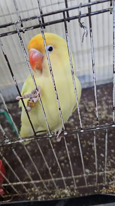 1 conure 2 love birds