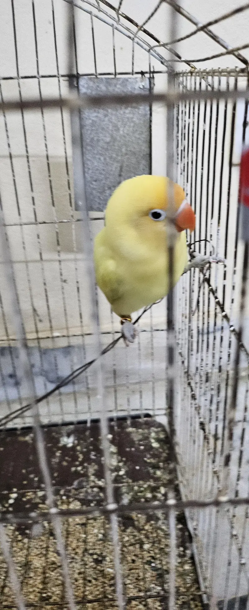 1 conure 2 love birds — photo 2