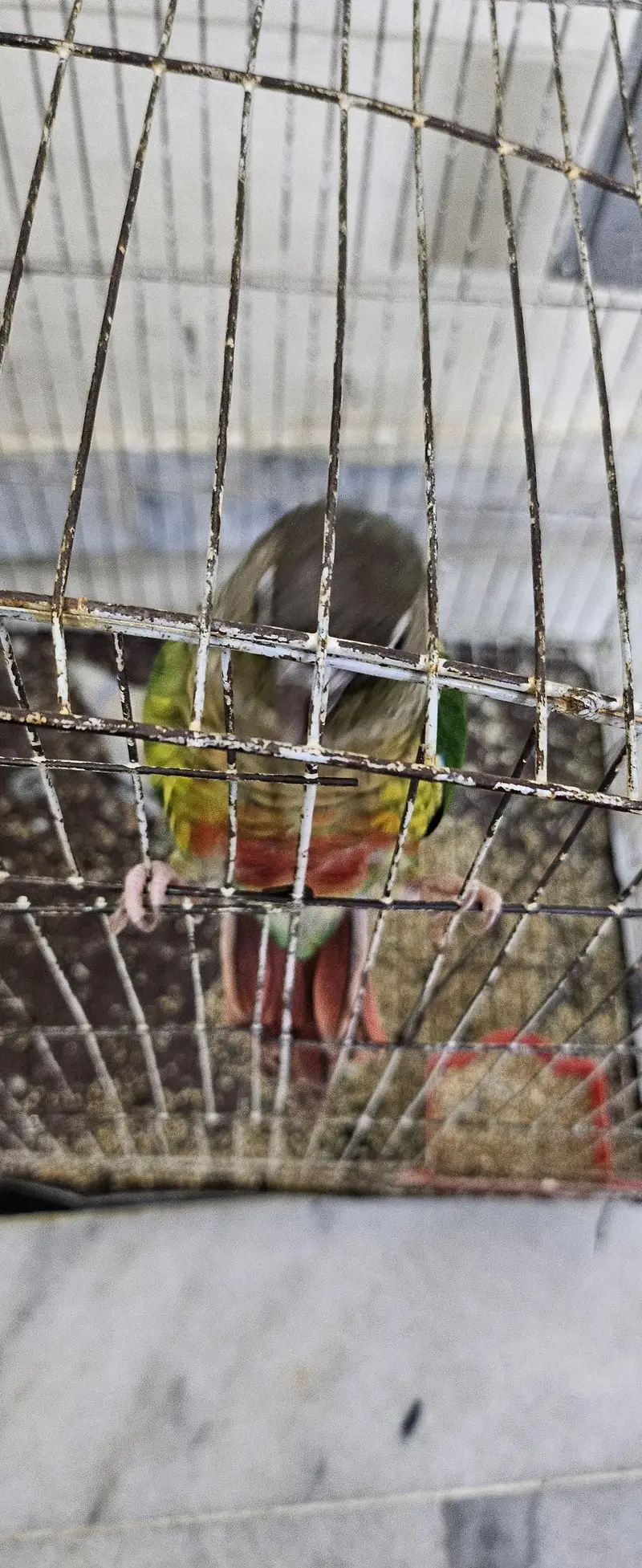 1 conure 2 love birds — photo 3