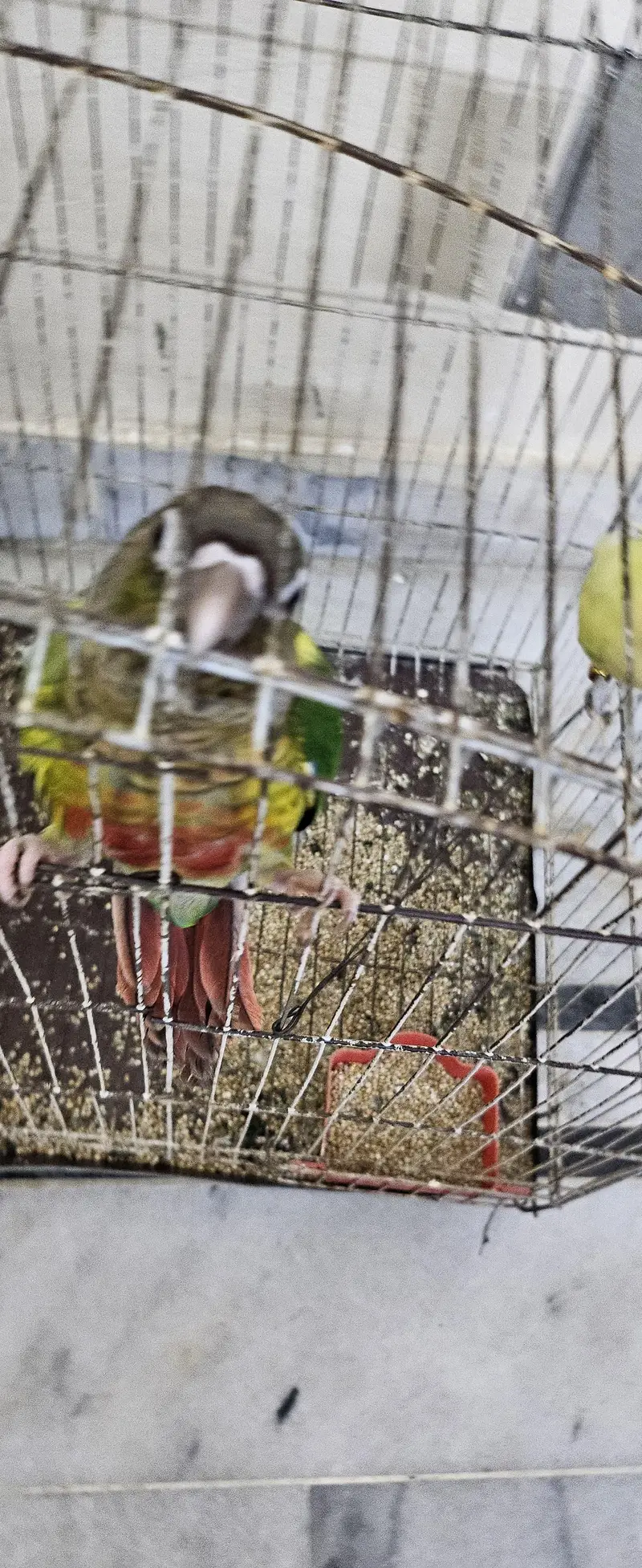 1 conure 2 love birds — photo 4