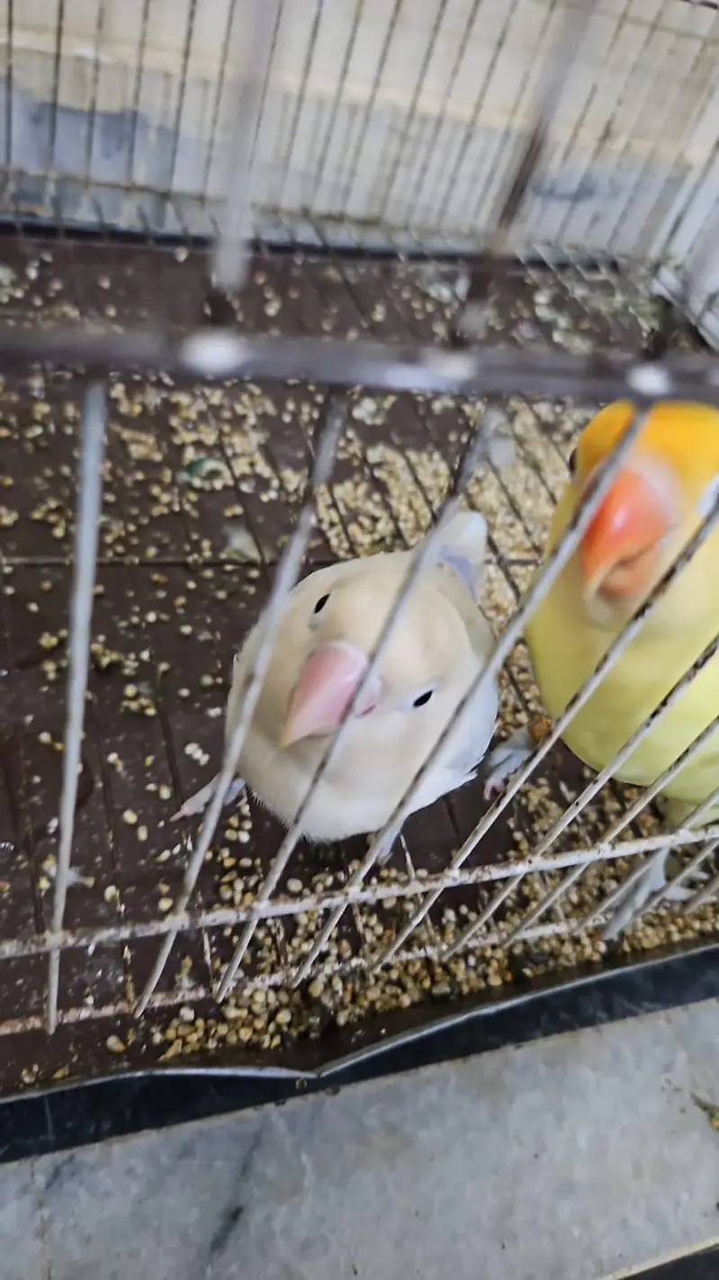 1 conure 2 love birds — photo 7