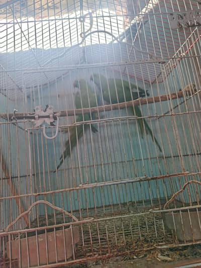Green ringneck breeder pair