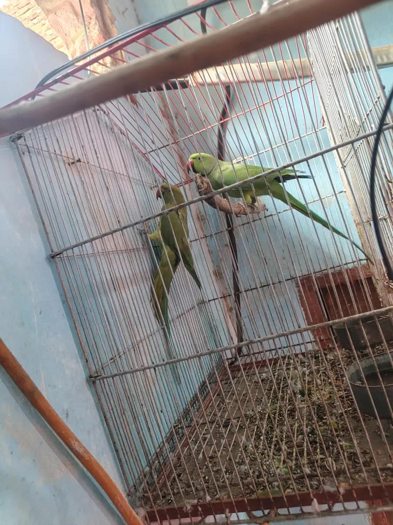 Green ringneck breeder pair — photo 2