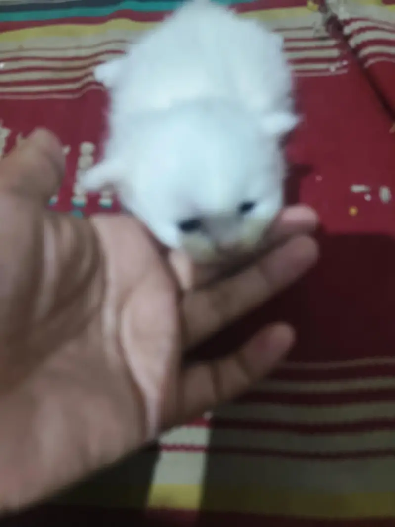 Persian cats for sale in 10 k each — photo 3