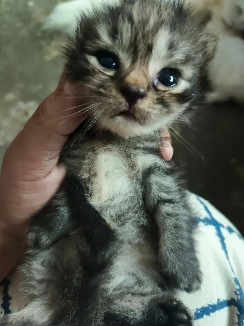 Persian cats for sale in 10 k each — photo 4