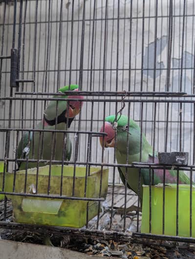Raw breeder pair