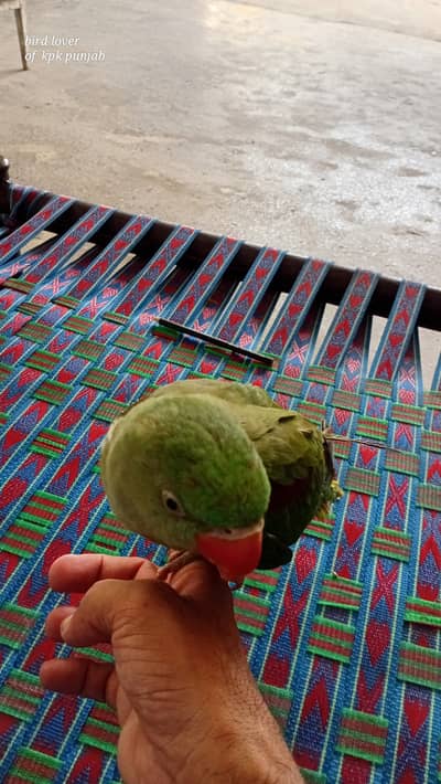 Raw parrot 6 months female hand tame