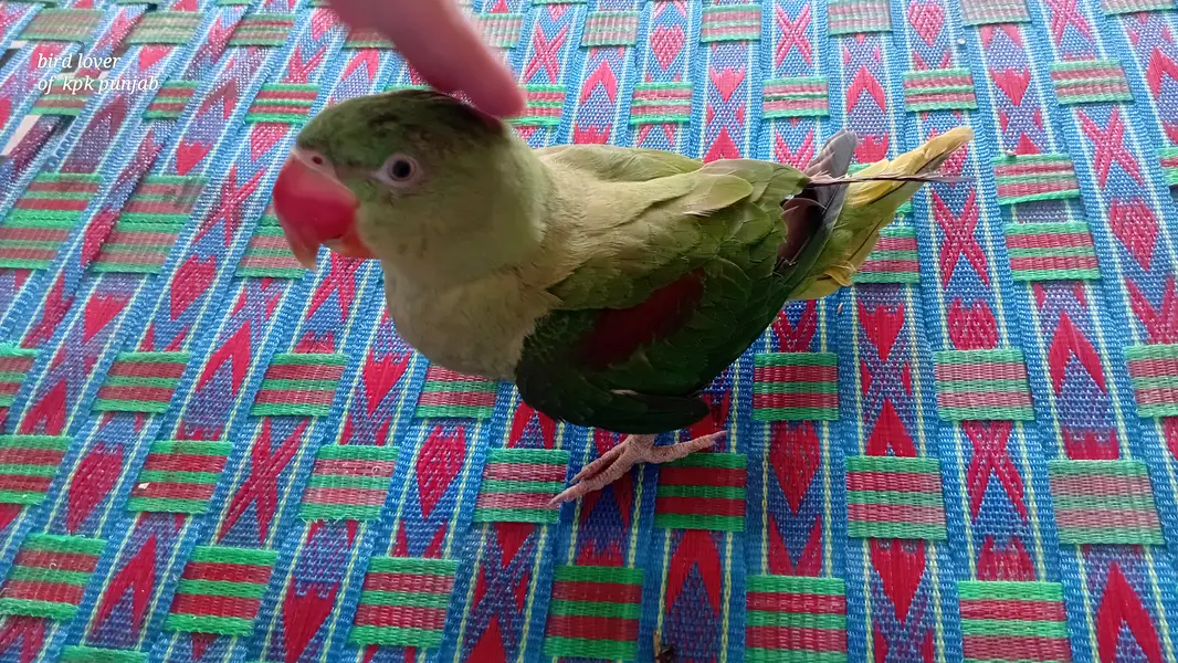 Raw parrot 6 months female hand tame — photo 2