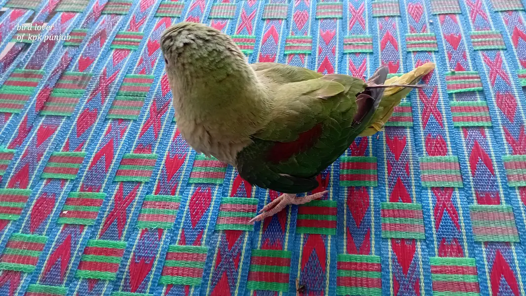 Raw parrot 6 months female hand tame — photo 3
