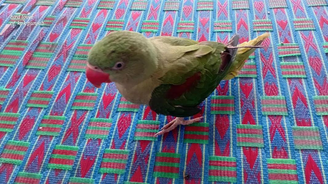 Raw parrot 6 months female hand tame — photo 4