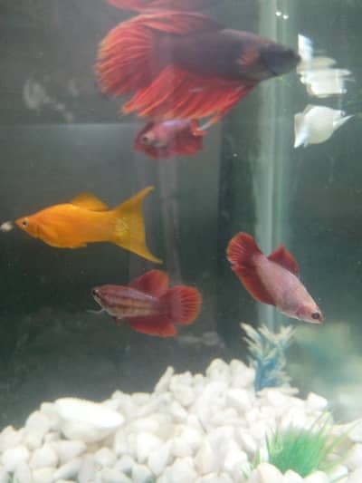 beta fish color rad