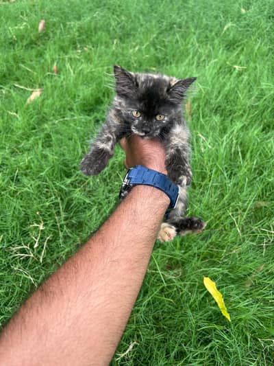 healthy cat