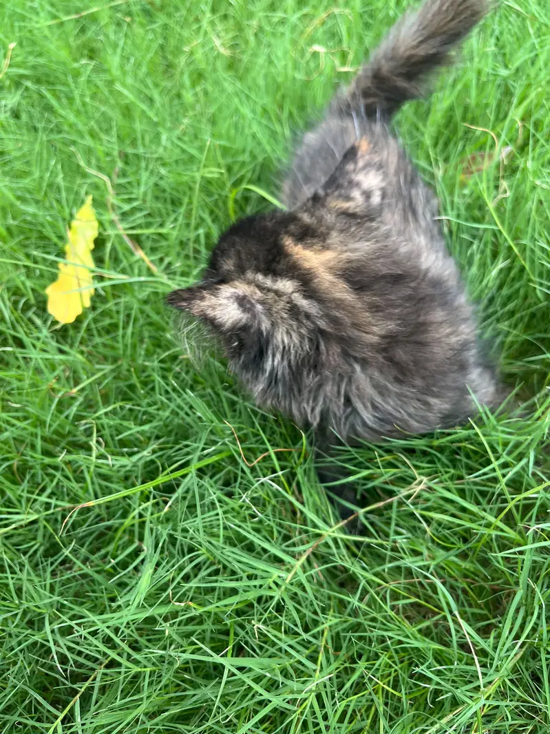 healthy cat — photo 2