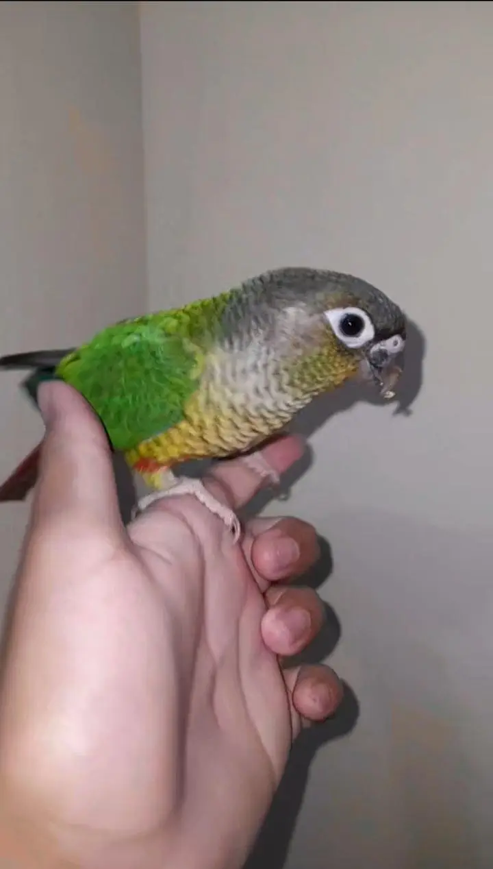 1 conure 2 love birds — photo 8