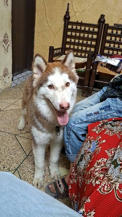 Husky Male 6 months Pup Available for Sale Double Coat Male