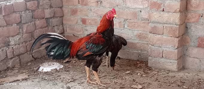Aseel topla breeder