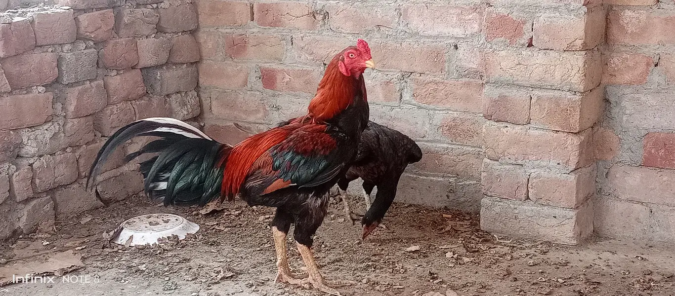 Aseel topla breeder — photo 2