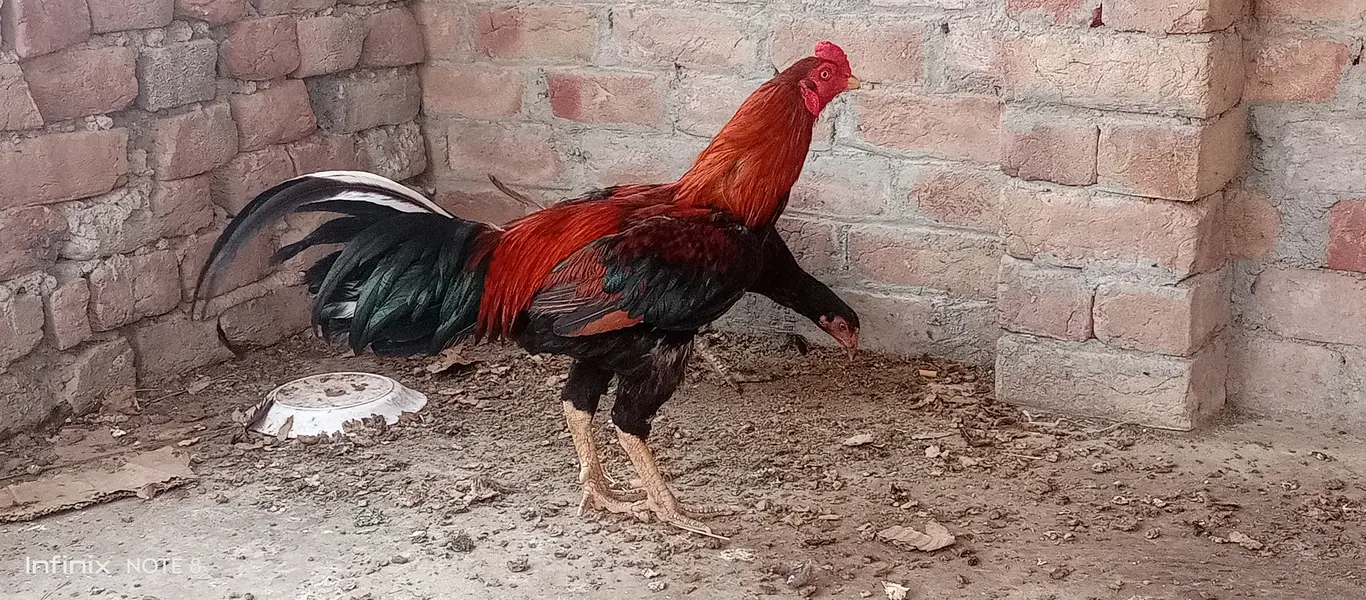 Aseel topla breeder — photo 3