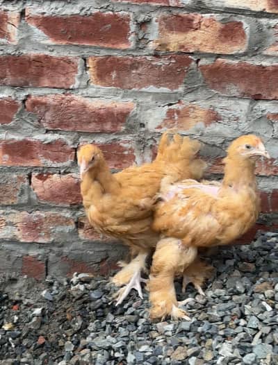 Golden buff pair available